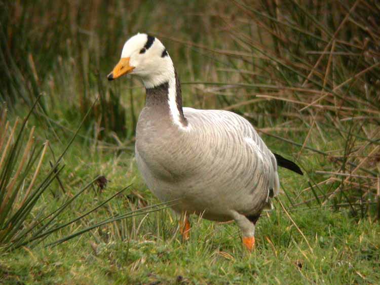 Bar-headed Goose